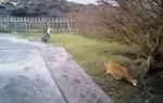 Mačka lovi patku