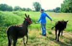 Spasili magarce u Srbiji