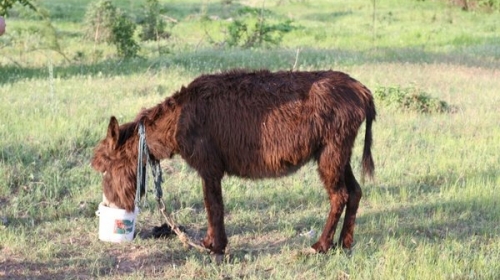Spasili magarce u Srbiji
