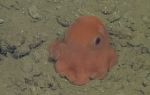 Oktopus Adorabilis
