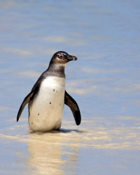Afrički pingvin