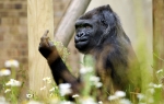 gorila Foto: Profimedia
