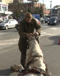 Zlostavljač je od ranije poznat po surovosti prema životinjama
