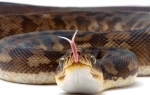 Piton srećom ne spada u otrovne zmije