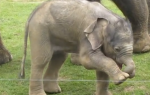 Slonče pokušava da hoda