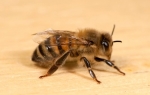 Pčela | Foto: Profimedia
