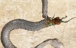 Zmija i gusenica Foto: Ecologica Montenegrina