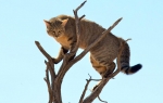 Divlje mačke prete da istrebe neke vrste u Australiji