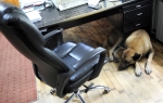 Skrhan zbog smrti gazde: Bojovićev pas ne reaguje na tuđa dozivanja