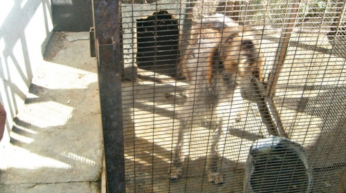 Kolateralna šteta: Psi u azilu čekaju ishod suđenja