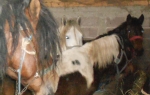 Konji u Končarevu