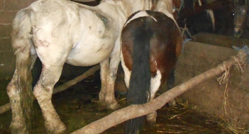 Konji u Končarevu | Foto: 