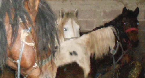 Konji u Končarevu | Foto: 
