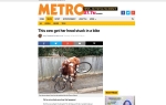 Bicikl zaglavio kravu | Foto: Metro.co.uk