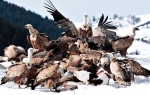 Jedna ptica godišnje uštedi državi oko 150 €,  zahvaljujući tome što se hrani uginulom stokom