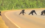 Majmuni prelaze ulicu