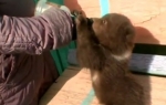 Medvedić će ipak morati da nađe novi smeštaj kad poraste