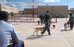 Zatvorenici treniraju pse
