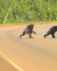 Majmuni prelaze ulicu