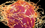 Spermatozoidi i jajna ćelija