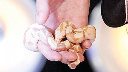 Albino zmija