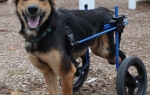Paraplegičan pas