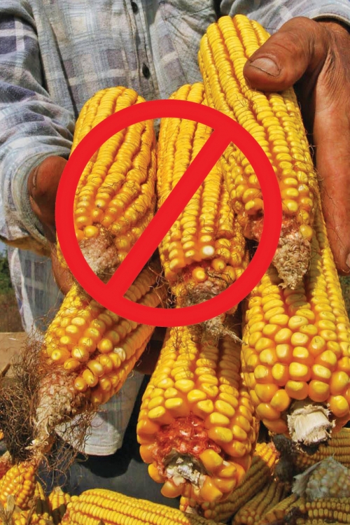Zaraženi kukuruz nije uništen, već pomešan sa zdravim