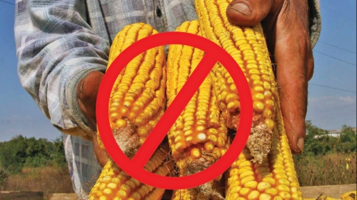 Zaraženi kukuruz nije uništen, već pomešan sa zdravim