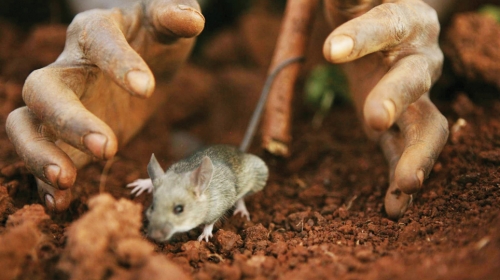 Miševi za mesec  dana mogu  da nauče da obavljaju  150 različitih  zadataka