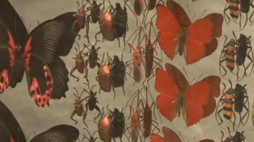 Izložba kolaža od mrtvih insekata Demijena Hirsta