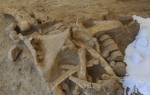 Skelet mamuta
