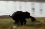 Slon je nekoliko puta bacio čoveka a potom ga bukvalno izgazio