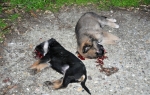 Usmrćeni štenci
