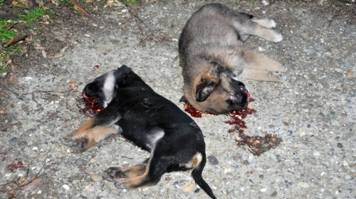 Usmrćeni štenci