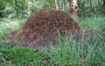 Mravi mravinjak čak i sterilišu kako bi ostao čist