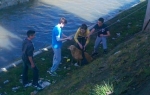 Osnovci spasli psa iz reke