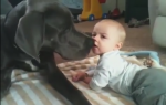 beba i pas