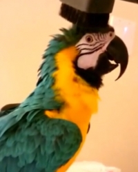 Papagaj Usisivač Maženje
