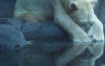 Arturo, najtužniji polarni medved na svetu