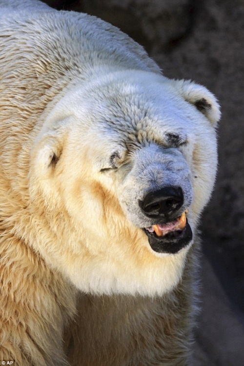 Arturo, najtužniji polarni medved na svetu