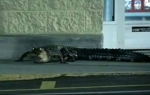 krokodil aligator