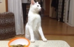 Mačka | Foto: Printscreen Youtube