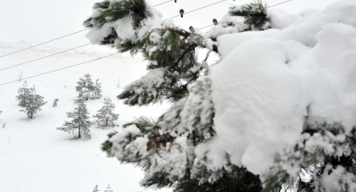 Zima na Zlatiboru | Foto: 