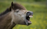 Konj | Foto: Profimedia
