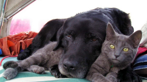 Psi i mačke