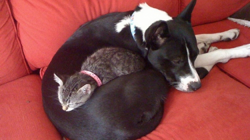 Psi i mačke