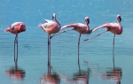 Ružičasti flamingosi
