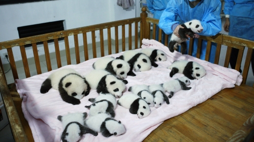 Od 17 preživelo 14 pandi