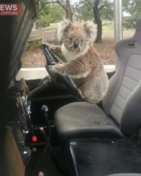 Koala "krade" automobil | Foto: Printscreen