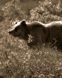 Medved